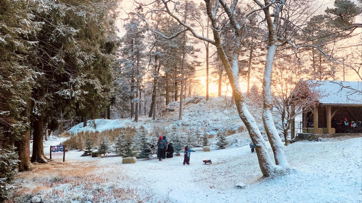 adventsskogen jul i bergen