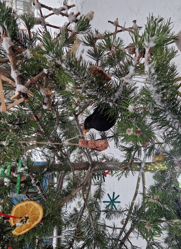 Søt julekos