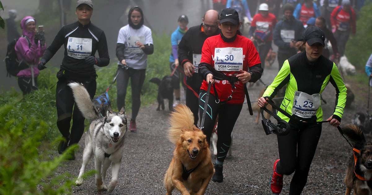 Dogrun på Fløyen